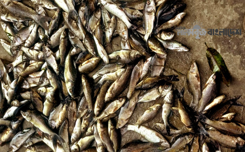 সোনাগাজীতে পরিকল্পিত নাশকতা: ছাত্রদল নেতার খামারে বিষ, নিধন ৫ লাখ টাকার মাছ 