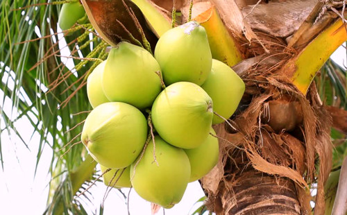 কুমিল্লায় ডাব সিন্ডিকেট --- ৩৫ টাকার ডাব তিন হাত ঘুরে ১৬০ টাকা