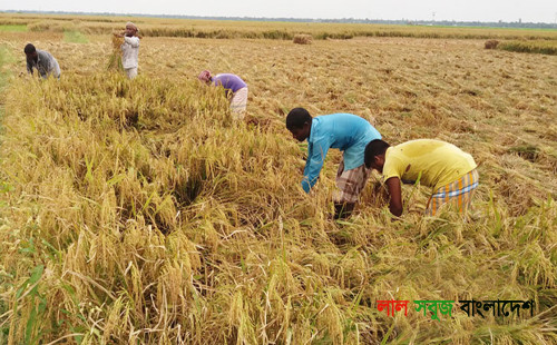 ধানের বাম্পার ফলনেও হাসি নেই কৃষকের