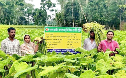 ঝুঁকি ছাড়াই বেশি লাভ, কচুলতি চাষে ঝুঁকছেন কৃষকরা 
