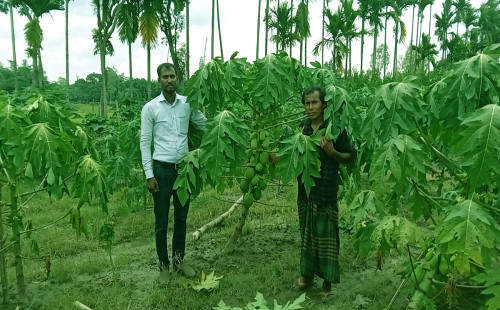 গ্রামের মাঠেই সবুজ স্বপ্নের চাষ 