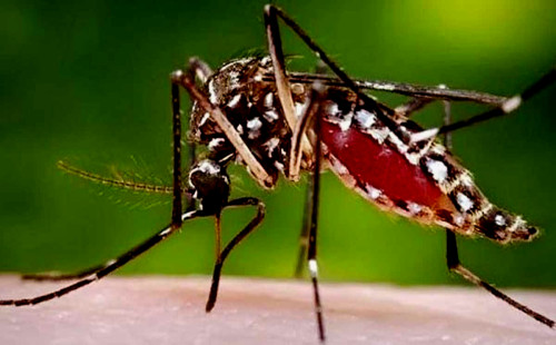 বাসাবাড়ি বা স্থাপনায় এডিস মশার লার্ভা মিললে জরিমানা-কারাদণ্ড : চসিক মেয়র 