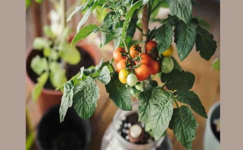 নীরব নয় গাছেরা, আর্তনাদ করে: গবেষণা 