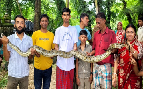 বোয়ালখালীতে জালে আটকা ১১ ফুট লম্বা অজগর
