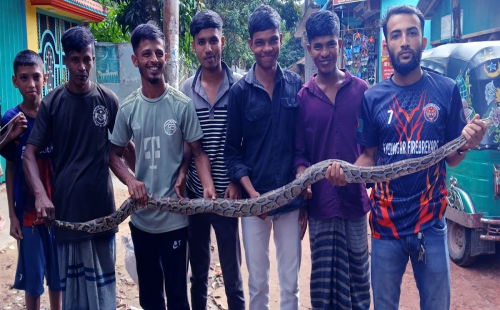 বোয়ালখালীতে  ৮ ফুট লম্বা অজগর উদ্ধার