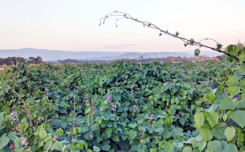 বাম্পার ফলনেও দুশ্চিন্তা কাটে না: সরকারি সুবিধাহীন জৈন্তাপুরের শীম চাষীরা 