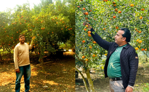 শিবচরে কৃষিতে নতুন সম্ভাবনার আলো: প্রবাসফেরত রাসেলের কমলার বাগান 